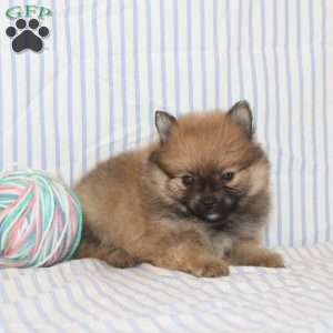 Oria, Pomeranian Puppy